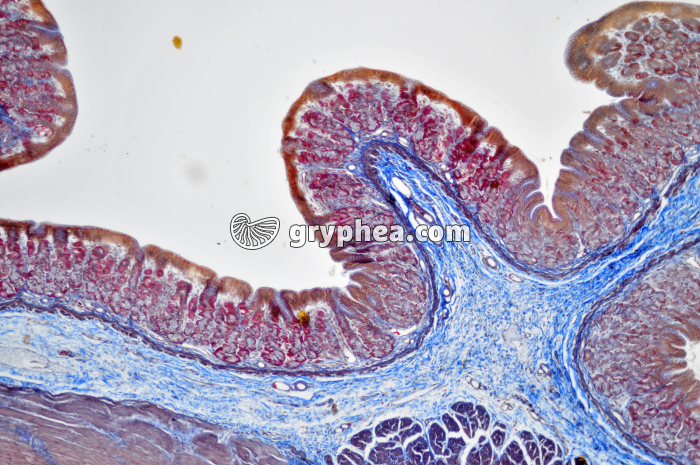 Estomac x25 - gryphea.org